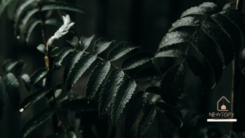 What is Decadgarden