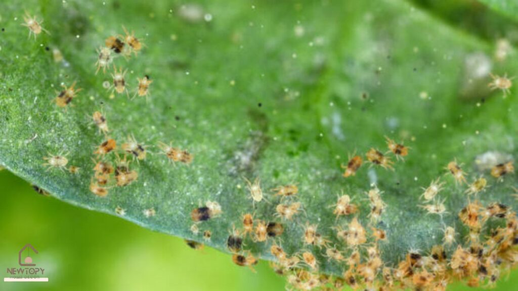 soil mites vs spider mites - Newtopy