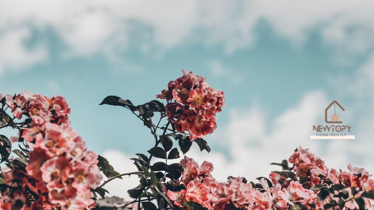 Decadgarden Explore the Best of Nature’s Elegance