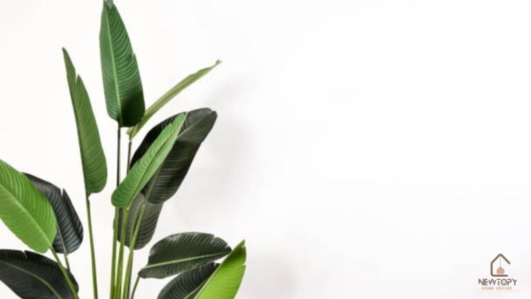 plants with large leaves - Newtopy