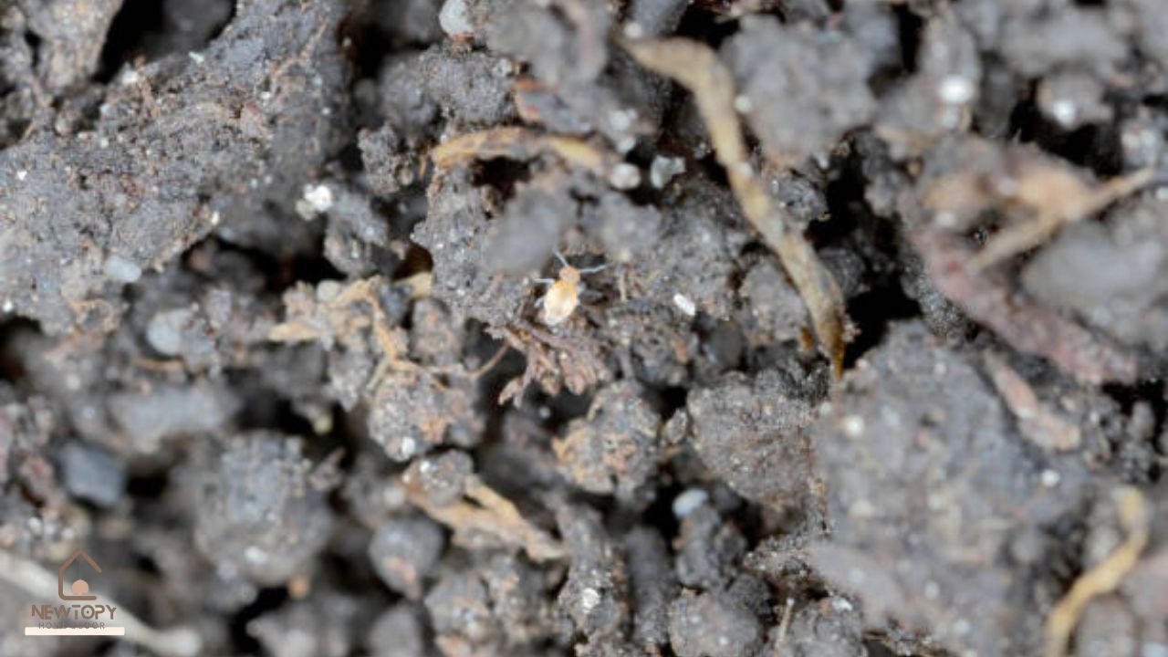 soil mites vs spider mites - Newtopy