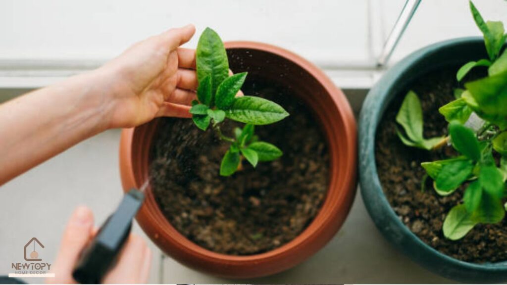 Herbs for the Kitchen Garden