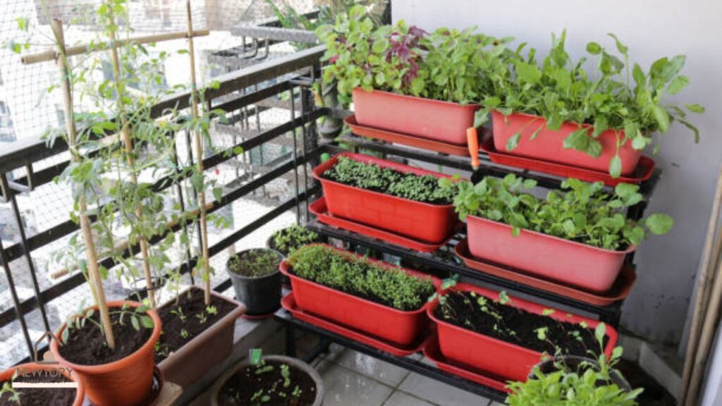 Herbs for the Kitchen Garden