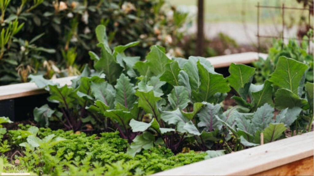 Kitchen Garden Window