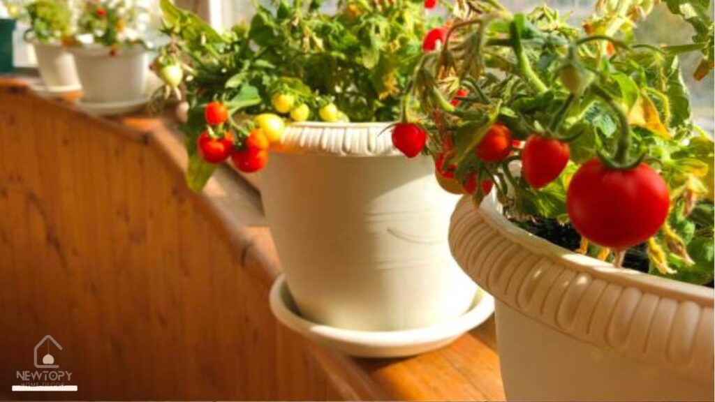 Kitchen Garden Window